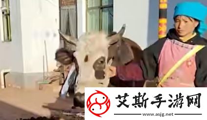 抖音小英家的牛是什么梗