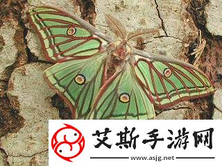 心动小镇伊莎贝拉蛾捕捉位置攻略【详解】