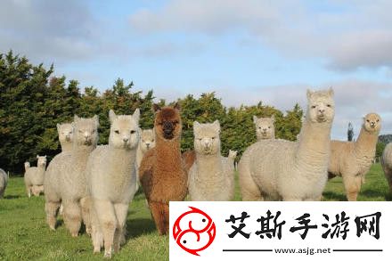 收纳达人羊驼来了通关攻略