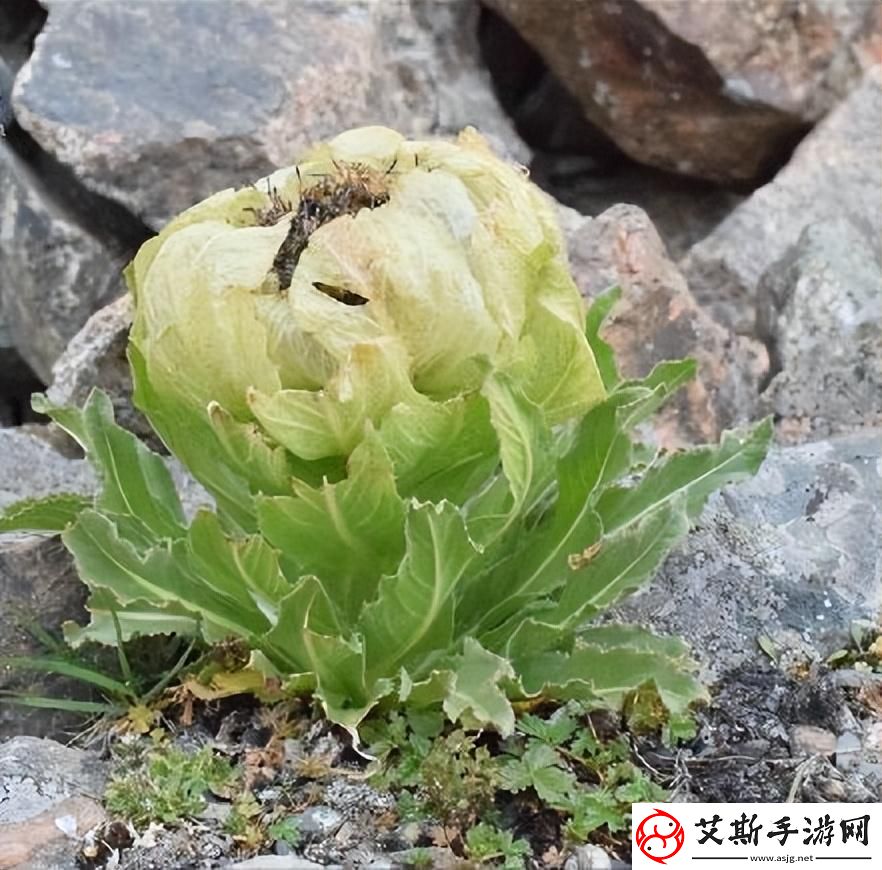 幻塔花怎么开