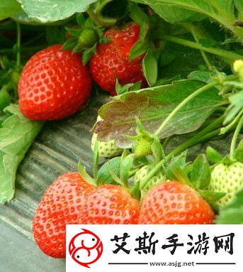 元气动森草莓奶冻菜谱配方分享