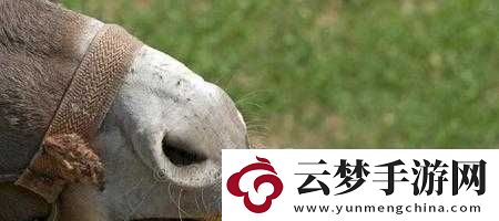 傻大壮长着驴一样的东西