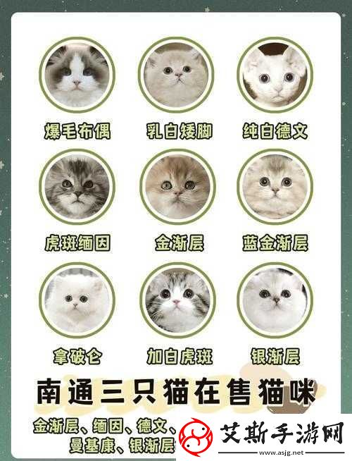 遇见喵克斯-一场关于探索与猫咪共存的奇妙世界之旅