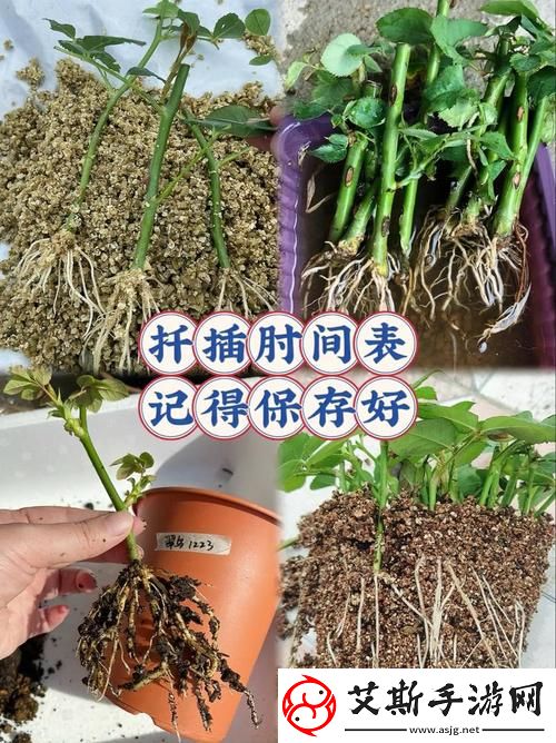 重新发现：在床上的72种扦插方法背后的创意与实践