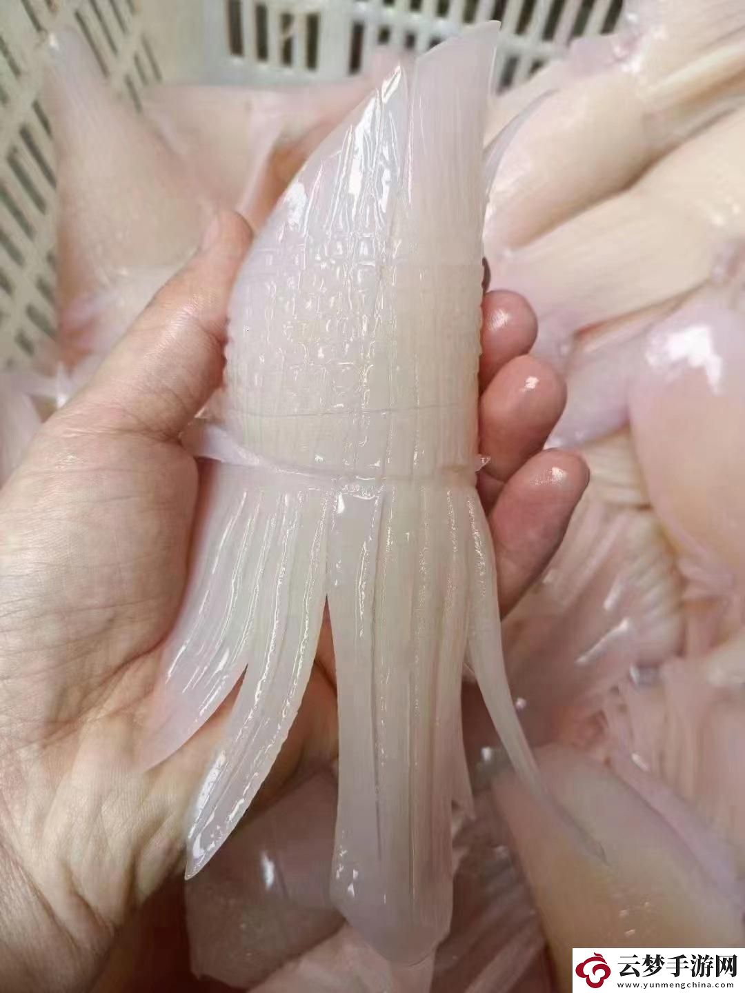 科技潮玩鱿鱼b21777：惊喜之路上的诙谐狂想