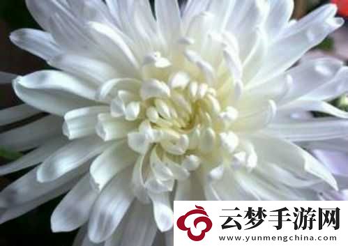 芦苇地里要妈妈要说福原唱：那深深的思念与呼唤