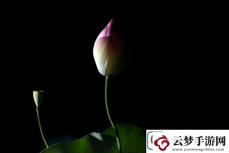 “夜莲潮开时髦翻涌：科技圈的新诡辩”