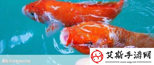 锦鲤吸水和夹什么区别
