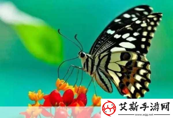 花蝴蝶看片：当然可以！以下是根据“花蝴蝶”主题拓展出的新