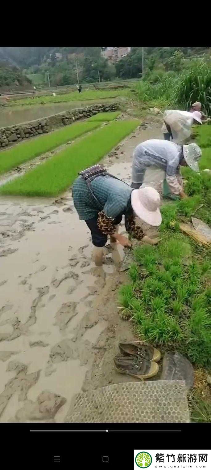 老公和老婆一起插秧什么意思啊：探究背后的深意与情感