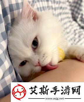 舔猫型是什么梗络用语-舔猫型梗意思及出处分享