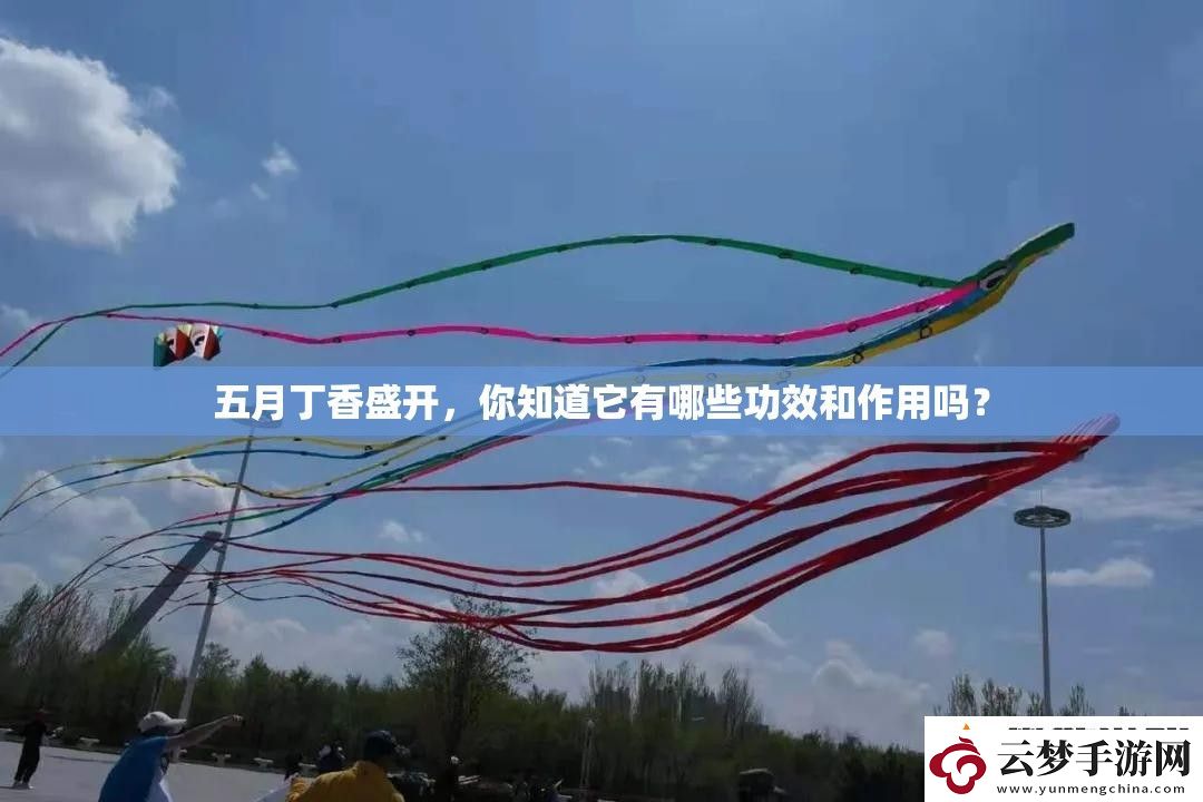 五月丁香盛开-你知道它有哪些功效和作用吗
