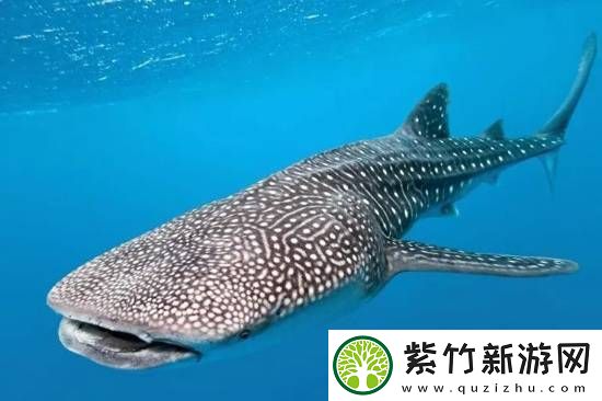 海洋馆里的鲸鲨竟是机器鱼