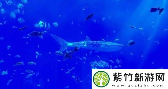 海洋馆里的鲸鲨竟是机器鱼-专家：确实有难处