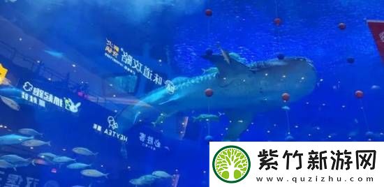 海洋馆里的鲸鲨竟是机器鱼