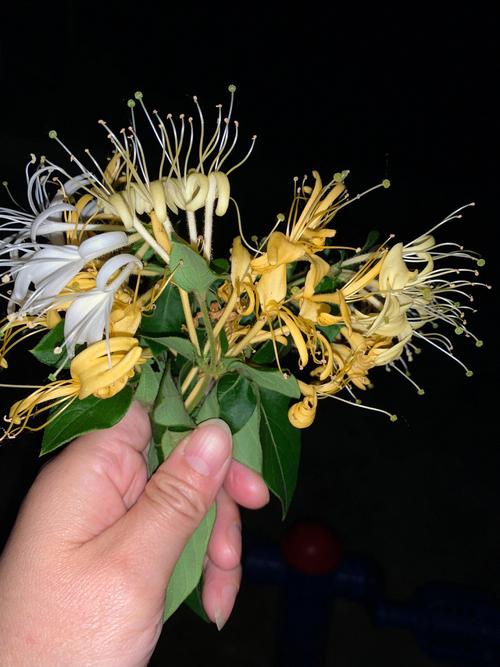 双蛇难入金银花