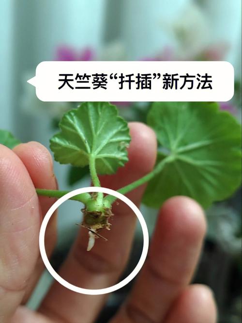 在床上扦插植物有哪些方法和技巧
